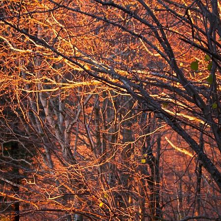 Naturaleza Y Aire Puro En El Pirineo Oriental En Una Bonita Casa Rural De Piedra Prats-de-Mollo-la-Preste Dış mekan fotoğraf