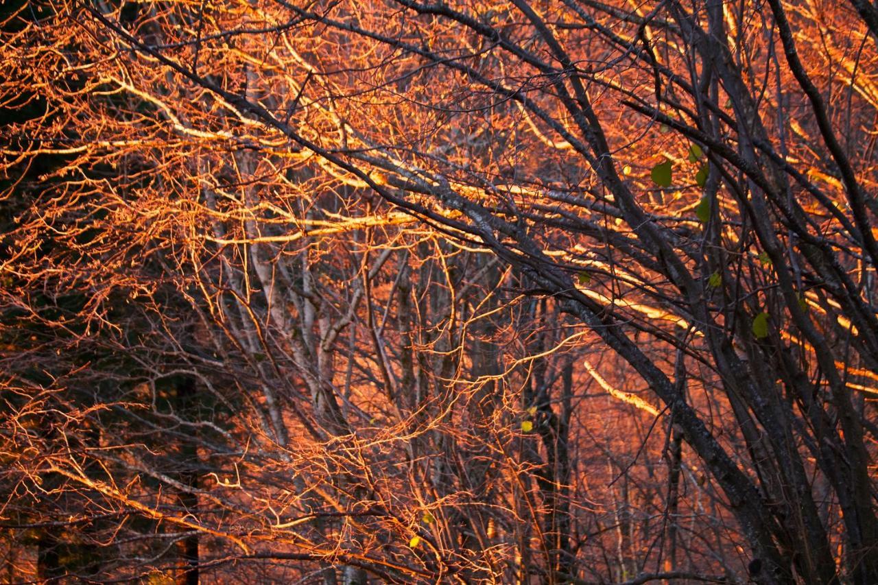 Naturaleza Y Aire Puro En El Pirineo Oriental En Una Bonita Casa Rural De Piedra Prats-de-Mollo-la-Preste Dış mekan fotoğraf