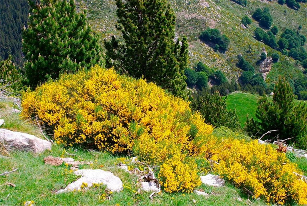 Naturaleza Y Aire Puro En El Pirineo Oriental En Una Bonita Casa Rural De Piedra Prats-de-Mollo-la-Preste Dış mekan fotoğraf